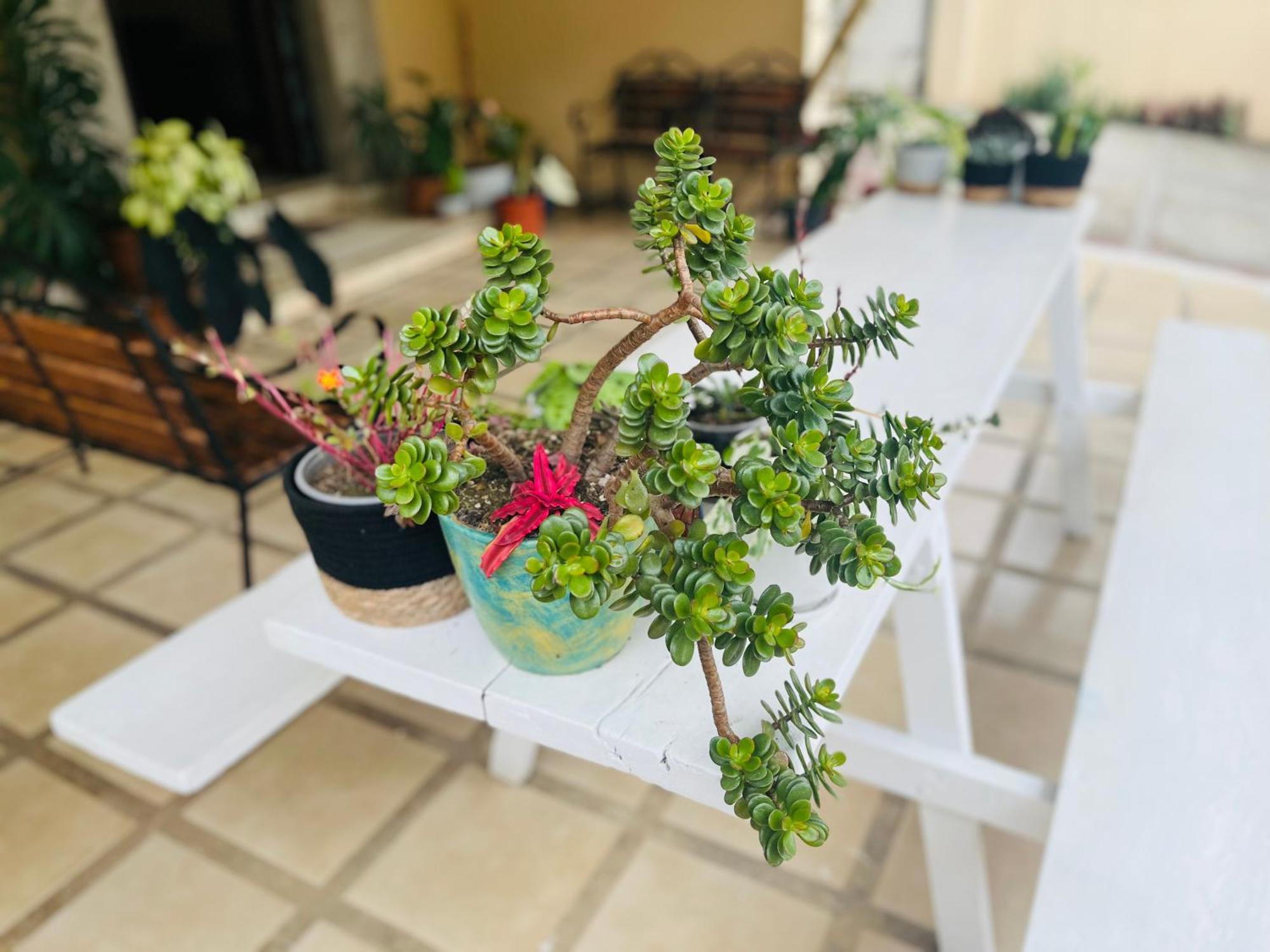 Ester'S Place اسكازو المظهر الخارجي الصورة
