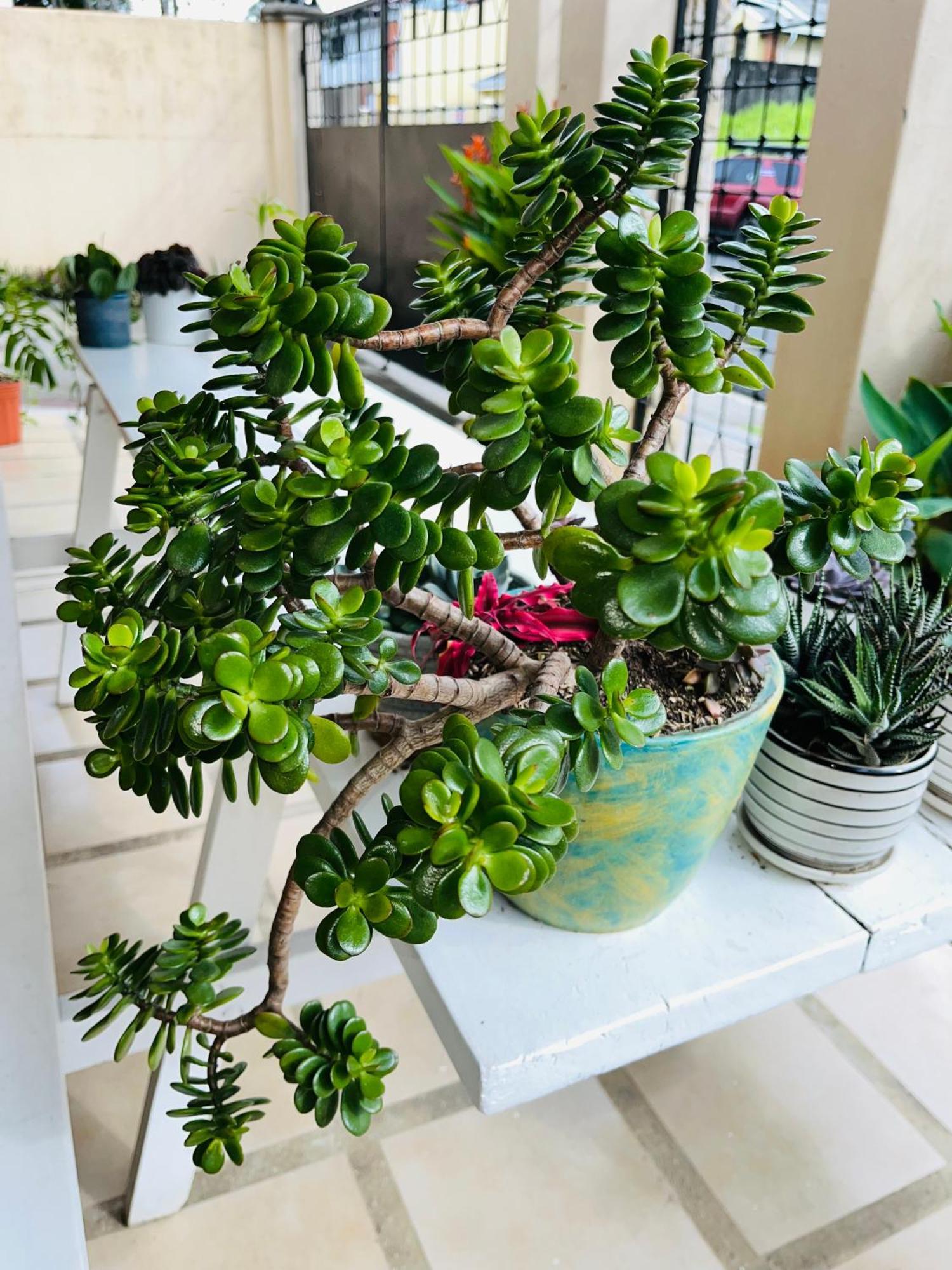 Ester'S Place اسكازو المظهر الخارجي الصورة